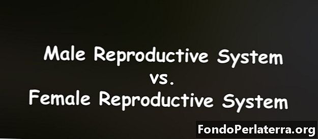 Mannelijk voortplantingssysteem versus vrouwelijk voortplantingssysteem