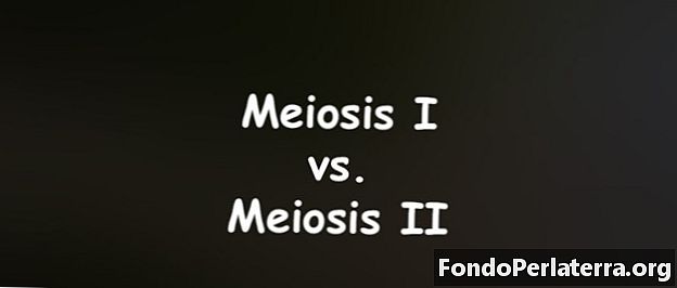 Meiosis I mot Meiosis II