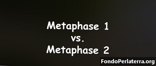 1. metafase pret 2. metafāzi