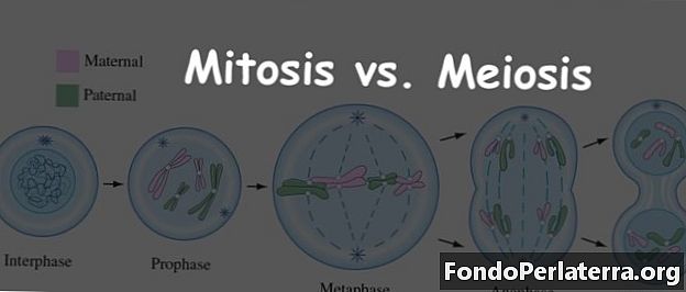 Mitose vs méiose
