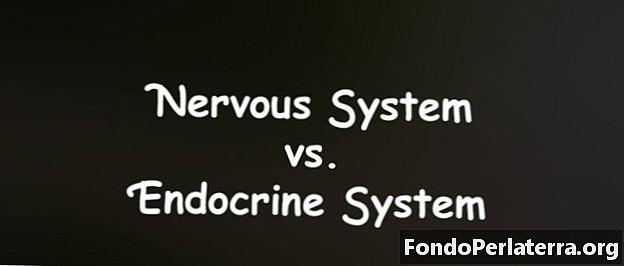 Nervesystem vs. endokrine system