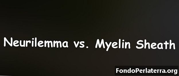 Neurilemma vs. Myelin Sheath
