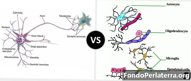 Neurônios vs. Neuroglia