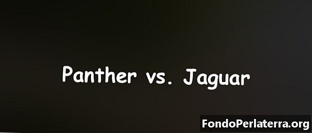 Panther vs. Jaguar