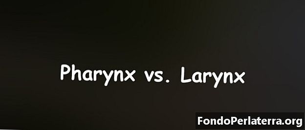 Farynx vs. larynx