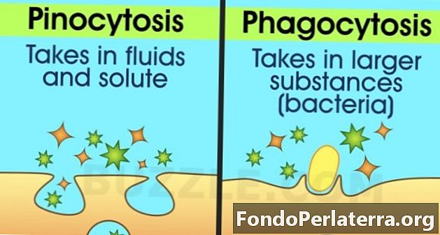 Pinocytose vs phagocytose