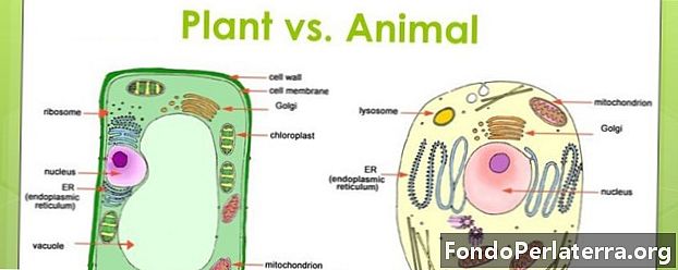 Planter vs. dyr