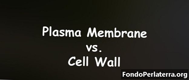 Membrana al plasma contro la parete cellulare
