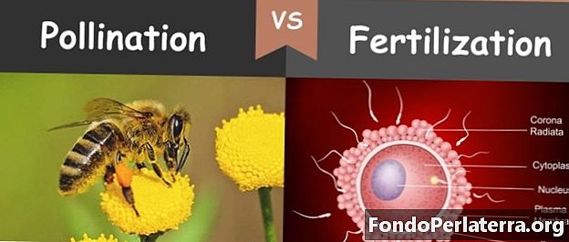 Polenizare vs. fertilizare