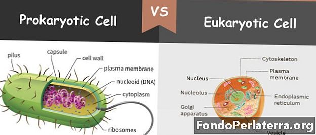Cellule procariotiche vs. cellule eucariotiche