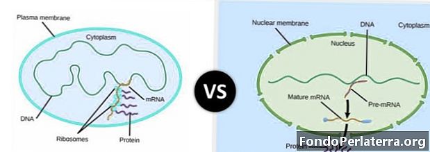 Prokariotų baltymų sintezė palyginti su eukariotų baltymų sinteze