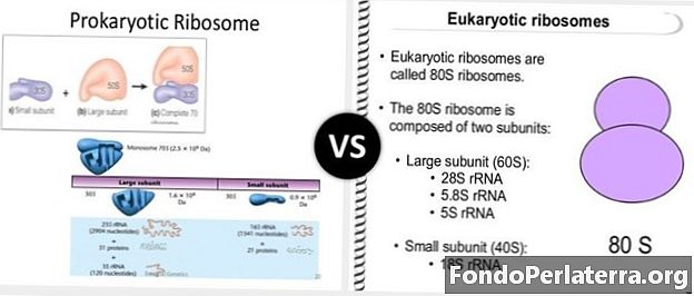 Prokariotu ribosomas un eikariotu ribosomas