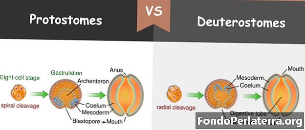 Protostomer vs. Deuterostomer