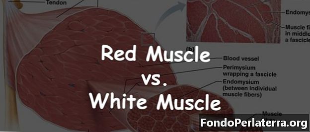 Crveni mišić protiv bijelog mišića