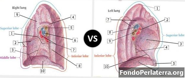 Pravá pľúca vs. ľavá pľúca