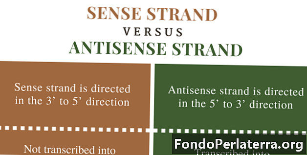 Sense Strand vs. Antisense Strand of DNA