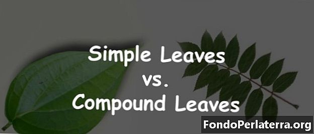 سادہ پتے بمقابلہ کمپاؤنڈ پتے