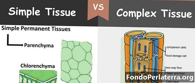 Eenvoudig weefsel versus complex weefsel