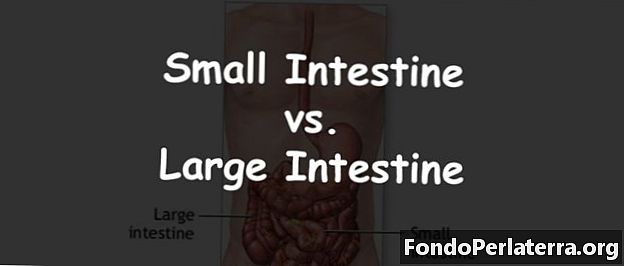 Intestino tenue vs intestino crasso