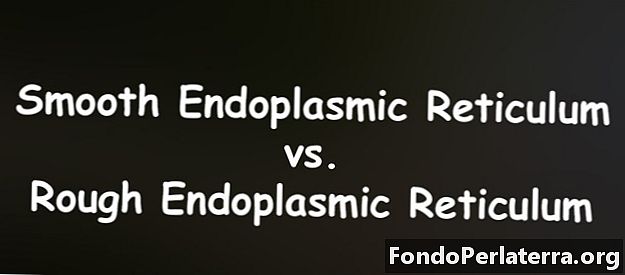 Hladké endoplazmatické retikulum vs. drsné endoplazmatické retikulum