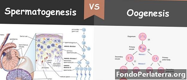 Espermatogénesis versus Oogénesis