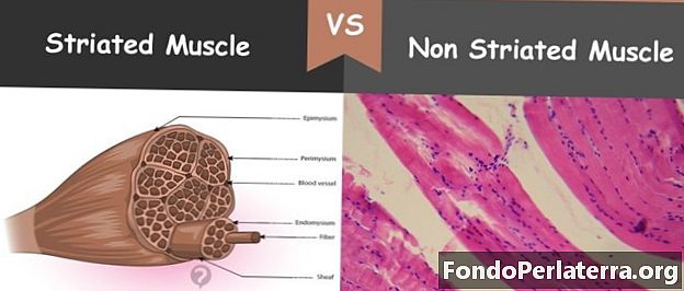 Músculo estriado versus músculo no estriado