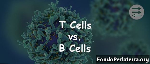 Cellule T vs. Cellule B.