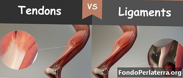 Tendons vs. Ligaments