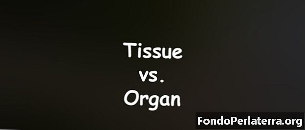Tkanivo verzus orgán
