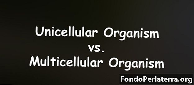 كائن أحادي الخلية مقابل كائن حي متعدد الخلايا