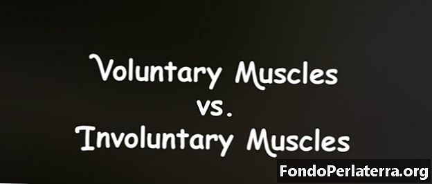 Muscoli volontari vs. muscoli involontari