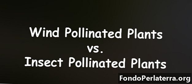 Plantas polinizadas por vento vs. plantas polinizadas por insetos