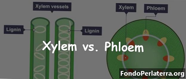 Xylem против Phloem