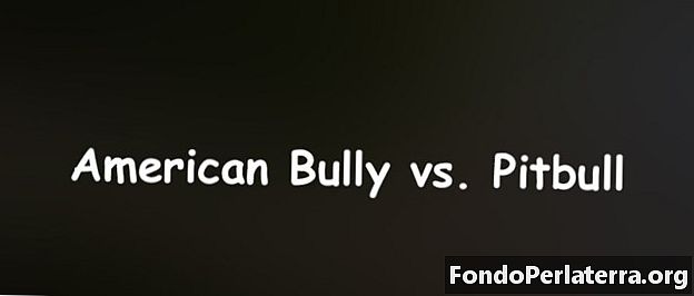 American Bully versus Pitbull