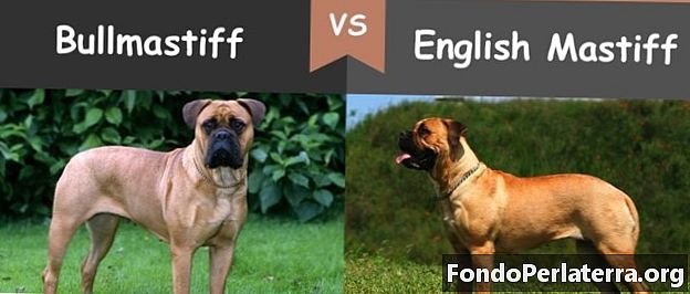 Bullmastiff gegen englischer Mastiff