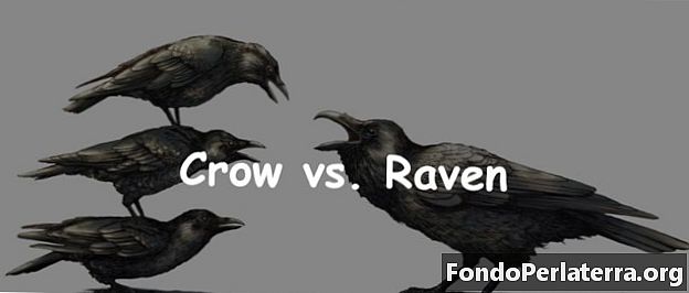 Crow vs Raven
