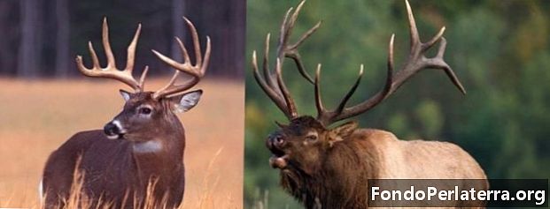 Elk vs. hjorte