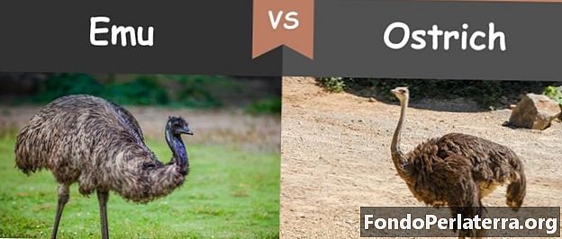 Emu vs. Pštros