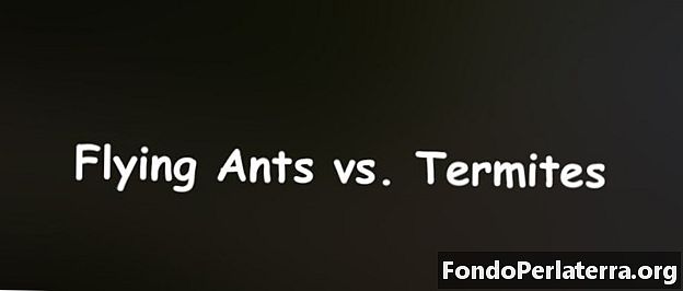 النمل الطائر مقابل النمل الأبيض
