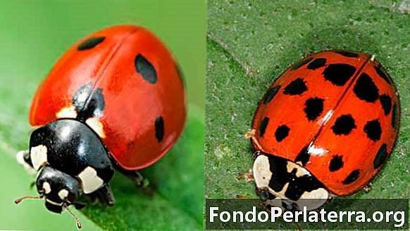 Ladybug vs.Escarabajo asiático