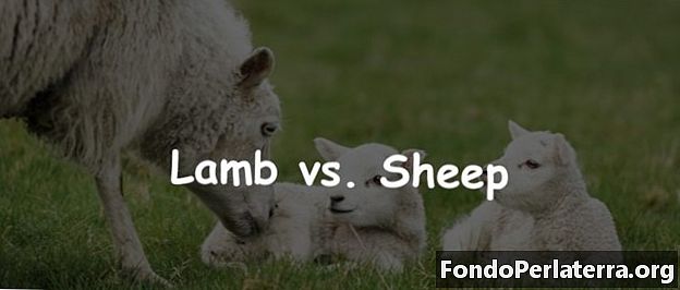 Lamm gegen Schaf