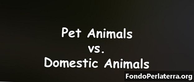 الحيوانات الأليفة مقابل الحيوانات الأليفة