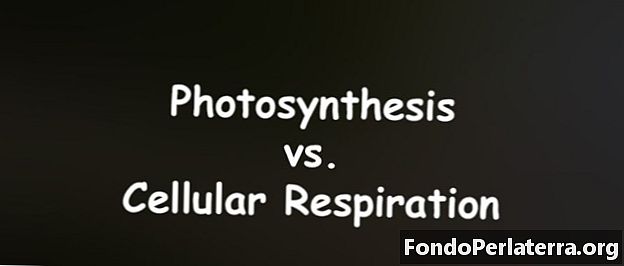 Фотосинтез против клеточного дыхания