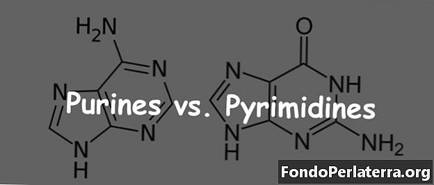 Puriinit vs. pyrimidiinit