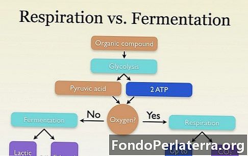 Atmung vs. Fermentation