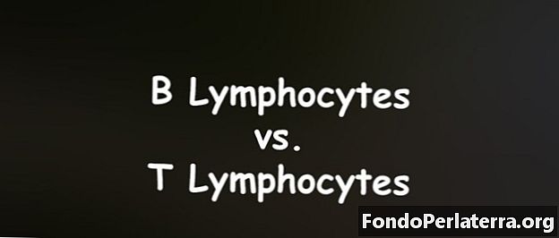 B limfociti v primerjavi z T limfociti