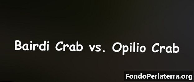 Bairdi Krab vs. Opilio Krab