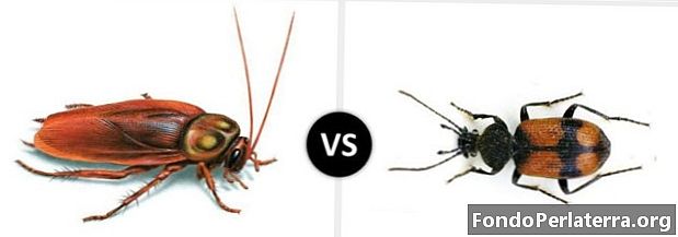 Cucaracha vs escarabat