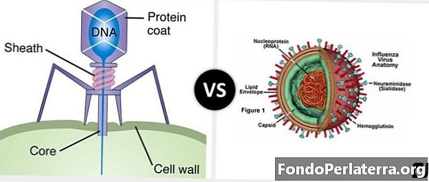 DNA-virus vs. RNA-virus