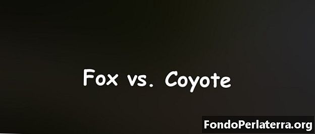 Fox vs. kojot